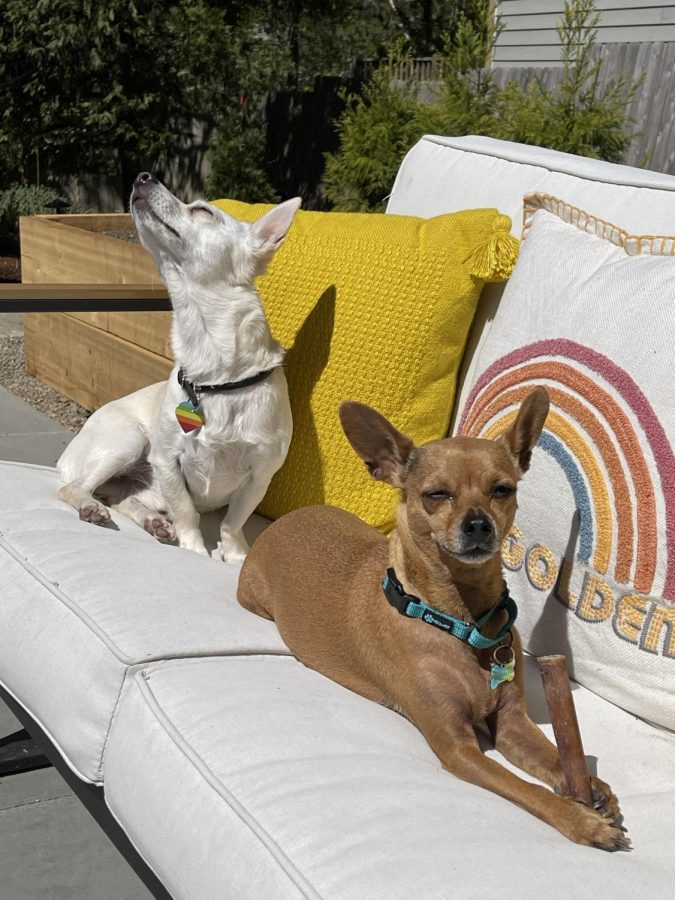 Paco (white) and Reggie (tan) basking in the sun