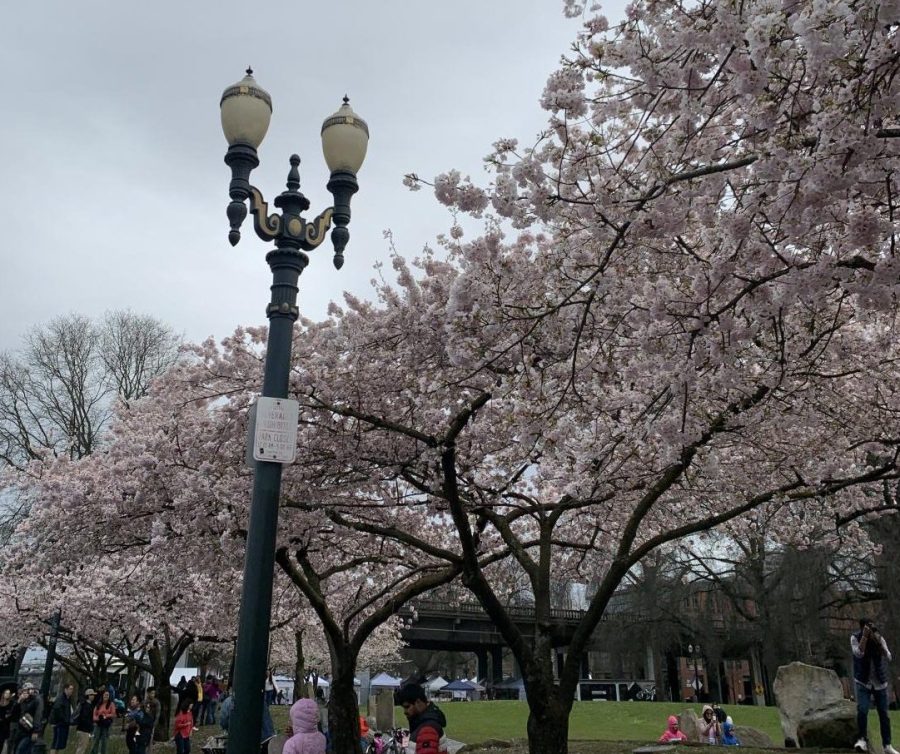 The Blooming Cherry Blossoms of The Portland Waterfront