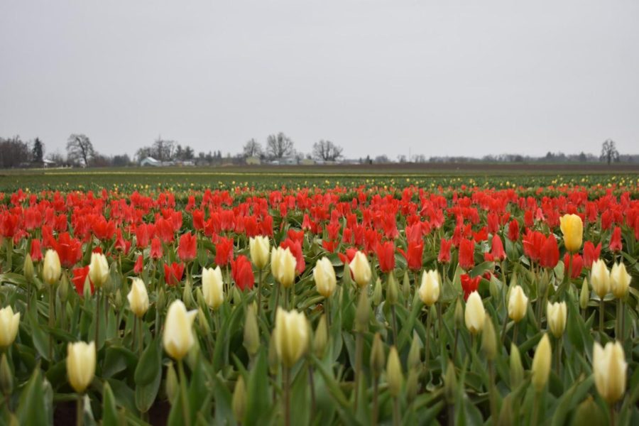 Wooden Shoe Tulip Fests legacy attracts visitors from across the world
