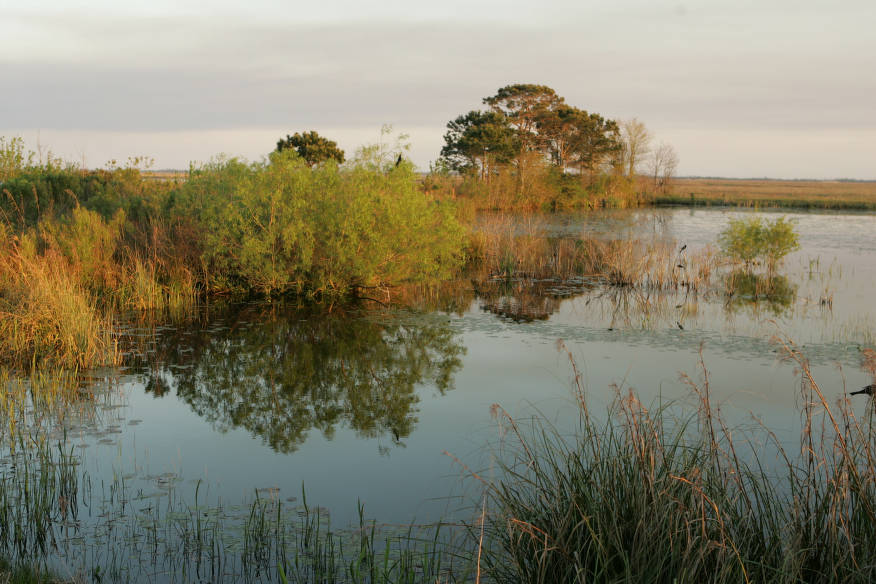 Image of Louisiana marshlands by U.S. Fish & Wildlife Service via Climate Adaptation and Knowledge Exchange