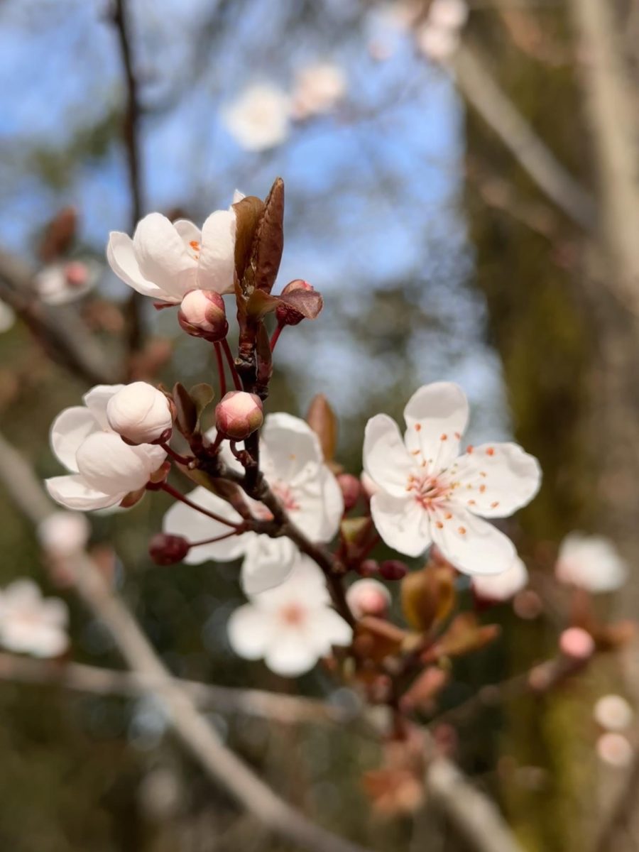 Portland's cherry blossoms: A call to the city’s connection with Japan